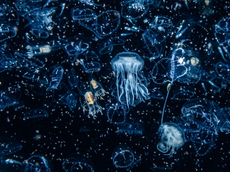 Plankton, Quallen und andere Wesen schweben im schwarzen Wasser.